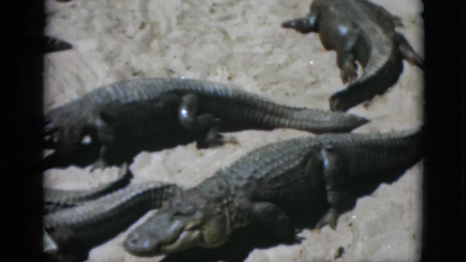 Several alligators on a sandy enclosure floor with a dark structural element at upper right, large foreground specimen facing right, shot on 8mm film circa 1952.