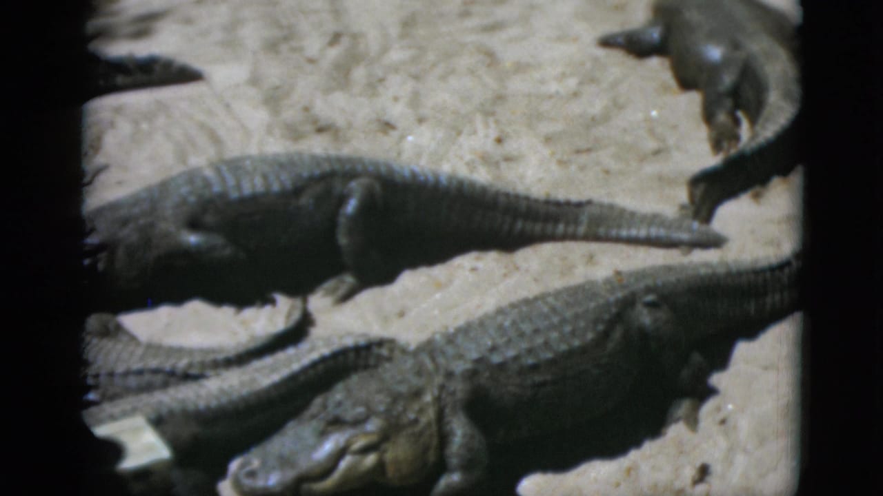 Multiple large crocodilians resting on pale sandy ground in what appears to be a zoo enclosure, filmed on 8mm home movie stock circa 1952.