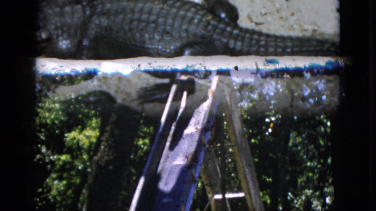 A large crocodilian resting near a blue-painted platform edge with a wooden ladder structure visible behind it.