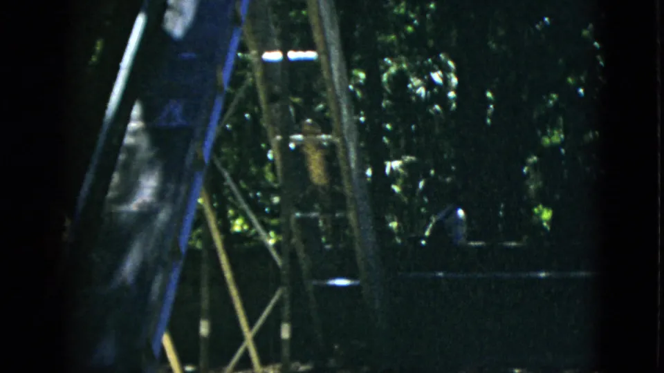 Close-up of bamboo or wooden lattice structure inside a shaded outdoor enclosure with dense tree foliage behind and a dark curved form partially visible at left, ca. 1952.