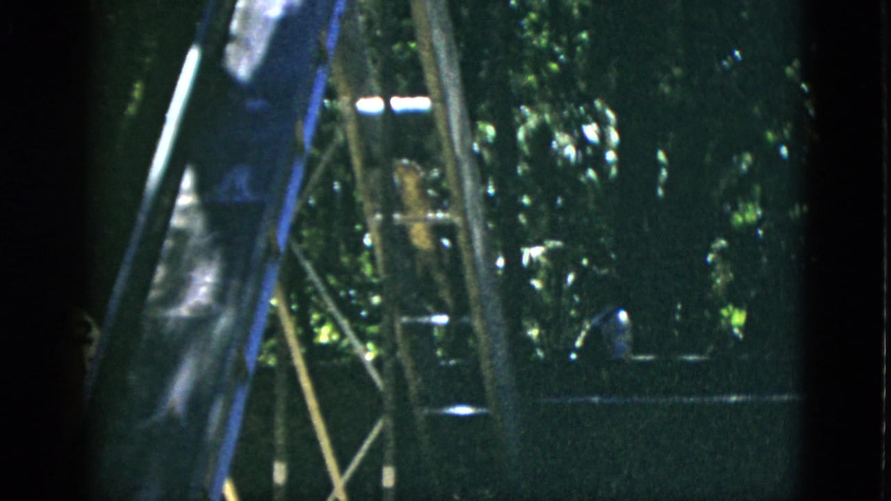 Playground slide and metal ladder viewed from ground level; dark animal form near base; dense tree canopy behind; heavy 8mm grain.