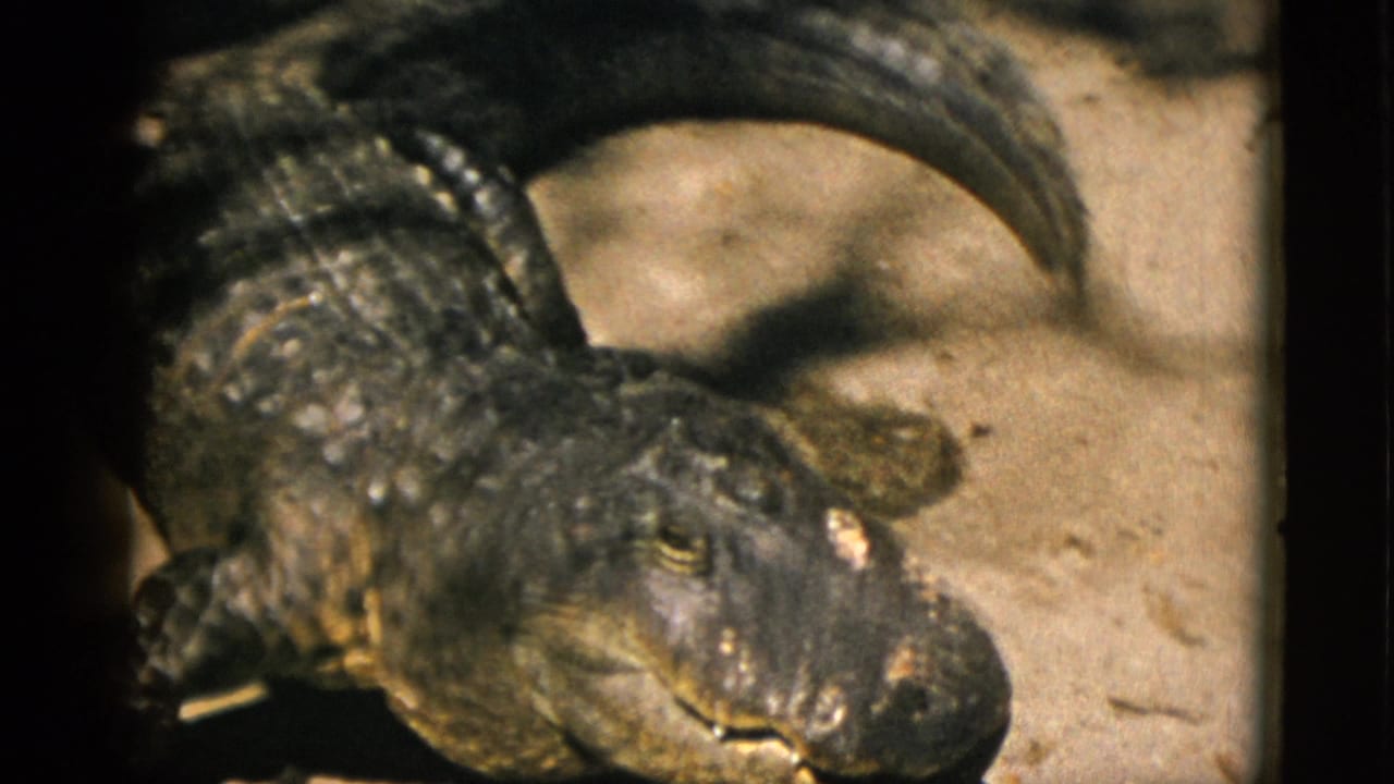 Close-up of a large alligator resting on sandy ground, a second reptile partially visible at the top of the frame.
