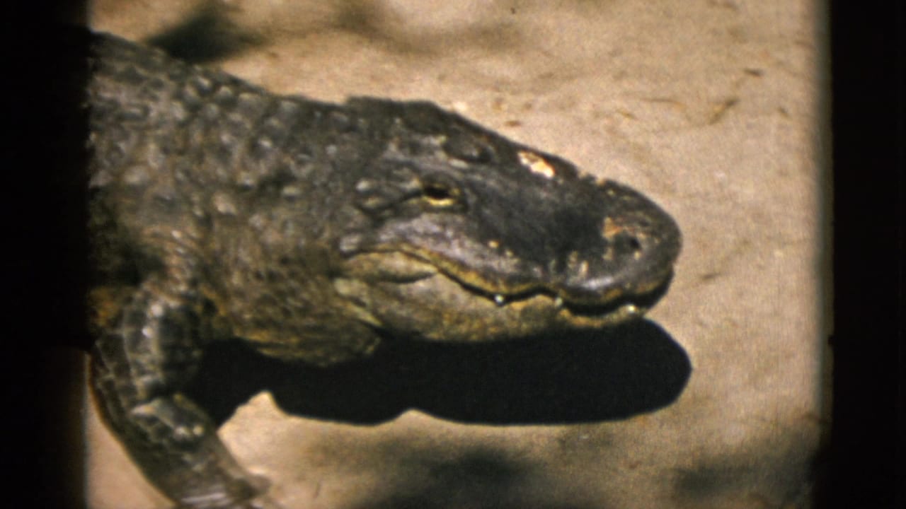 8mm side-profile close-up of an alligator's head on sandy enclosure floor, circa 1952 zoo footage.