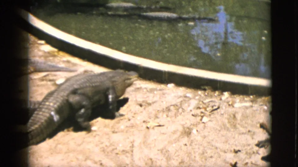 8mm wide shot of a zoo alligator enclosure with circular pool rim, green standing water, and an alligator on sandy ground, circa 1952.