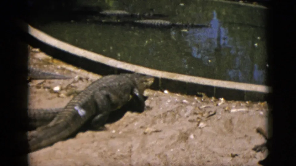 8mm shot of a zoo alligator enclosure showing the circular pool rim and an alligator's tail and body on sandy ground, circa 1952.