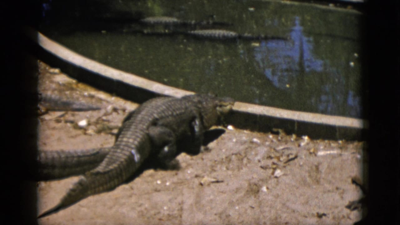 Alligator walking along the sandy bank of a concrete-edged pool, 8mm film, circa 1952.