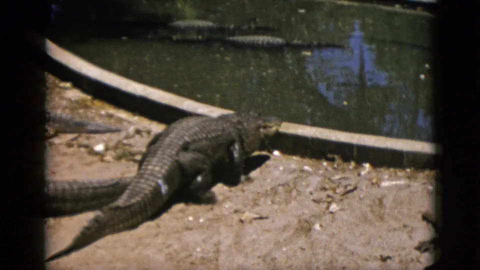 An alligator moving along the sandy edge of a concrete-bordered captive pool, shot on 8mm film circa 1952, consistent with a mid-century zoo or wildlife attraction.