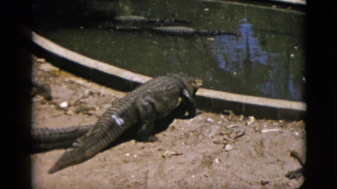 Alligator crossing the sandy bank of a concrete-edged captive pool, 8mm film circa 1952, consistent with a mid-century zoological attraction.