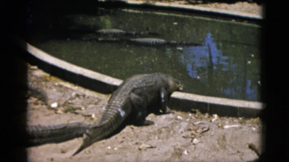 Alligator in motion on a sandy bank at a captive pool, with a second alligator visible in the murky background water, 8mm film circa 1952.