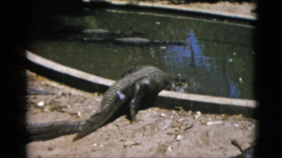 The tail of an alligator sweeping across the bank of a captive pool, another alligator resting in the murky water behind, 8mm film circa 1952.