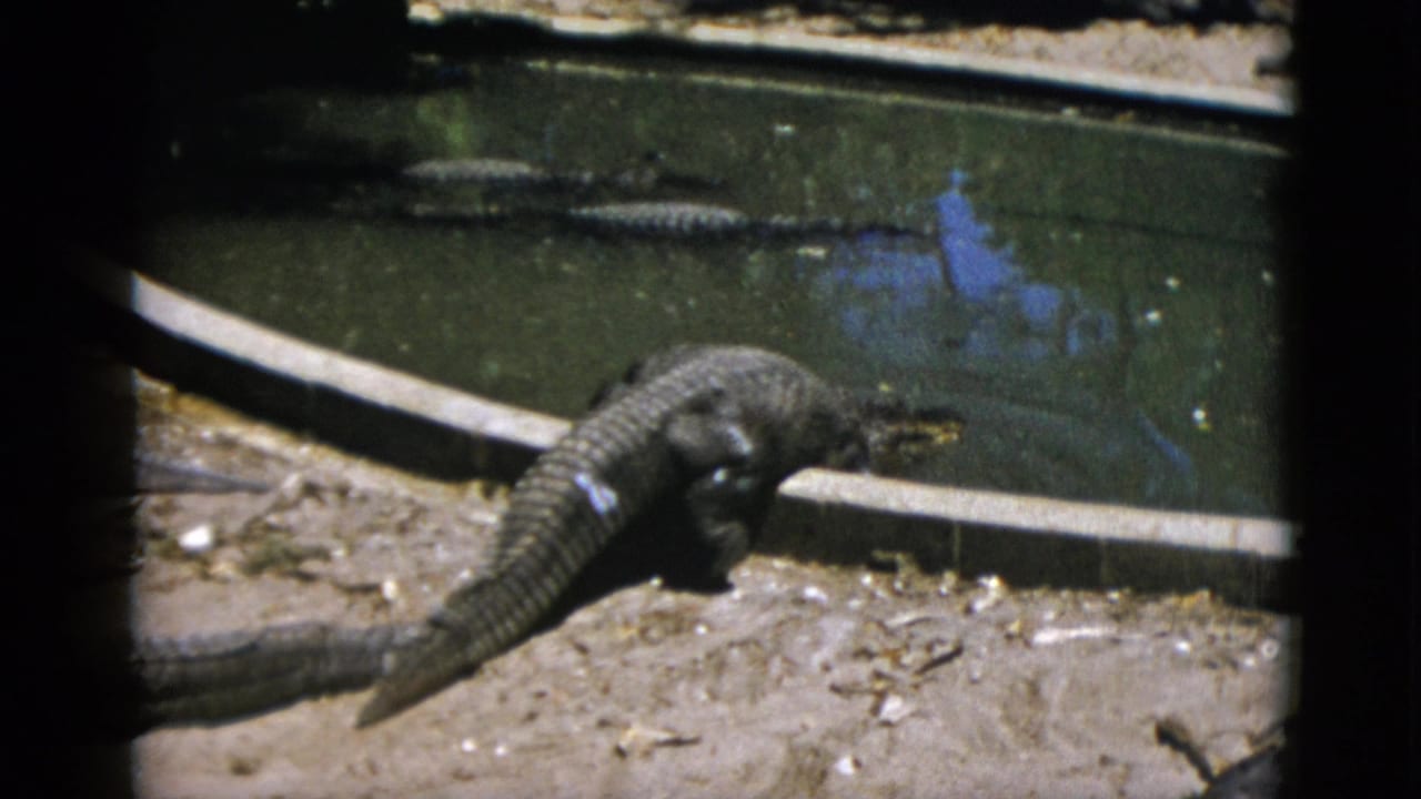 Alligator climbing out of a concrete-edged pond onto a sandy bank in an animal enclosure.