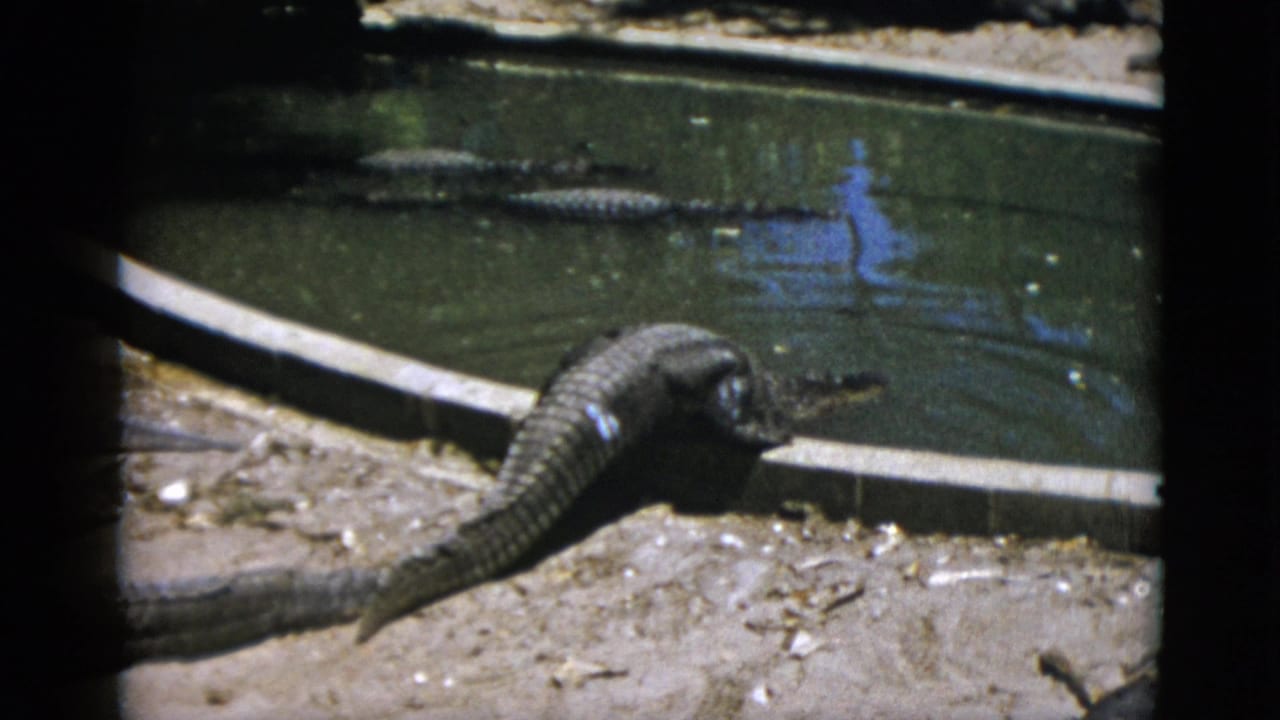Alligator hauling itself over the concrete lip of a man-made pond, tail and scaly body visible.