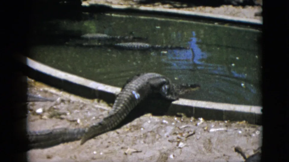 Close view of an alligator cresting a concrete pond edge onto a sandy bank, 8mm footage from an animal park, possibly Quebec, Canada, circa 1952.