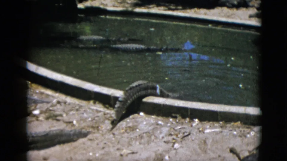 Two alligators resting and moving on a sandy bank adjacent to a concrete enclosure pool, 8mm film from an animal park, circa 1952.