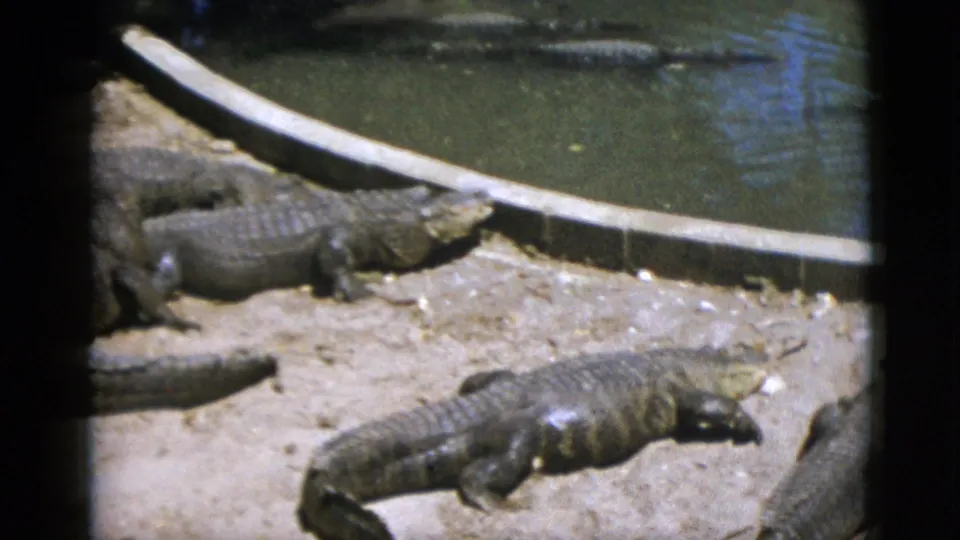 A larger and smaller alligator at rest on a sandy gravelly bank beside a concrete pond, 8mm footage from an animal park, circa 1952.