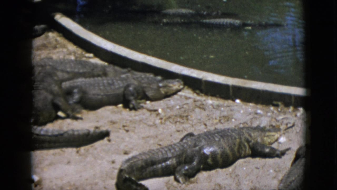 Group of large crocodilians basking on a sandy bank at a zoo enclosure, circa 1952, filmed on 8mm; curved concrete pool surround and dark water visible at upper left.