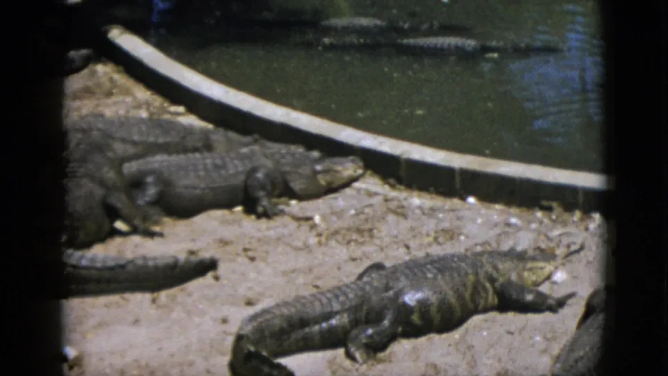 Group of large crocodilians basking on a sandy bank at a zoo enclosure, circa 1952, filmed on 8mm; curved concrete pool surround and dark water visible at upper left.