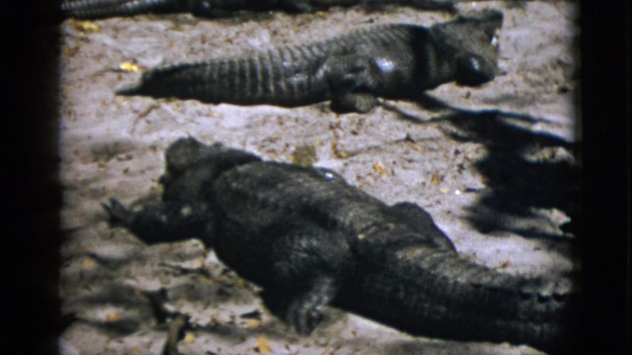 Close view of two large crocodilians resting on sandy ground at a zoo enclosure, circa 1952; dark scaly skin and clawed feet prominent in 8mm color.