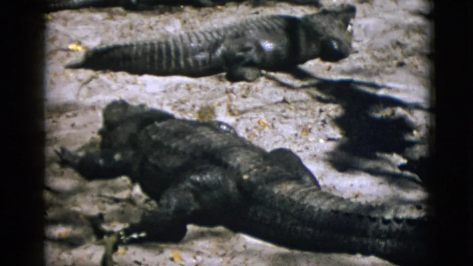 Two large crocodilians resting alongside each other on a sandy zoo enclosure floor, circa 1952; warm 8mm color tones and visible film grain.