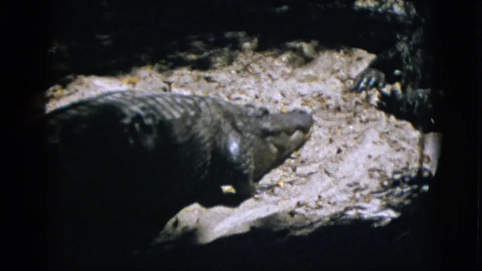 Large crocodilian at rest on sandy zoo enclosure floor, circa 1952; claws and scaly body texture prominent in slightly underexposed 8mm color footage.