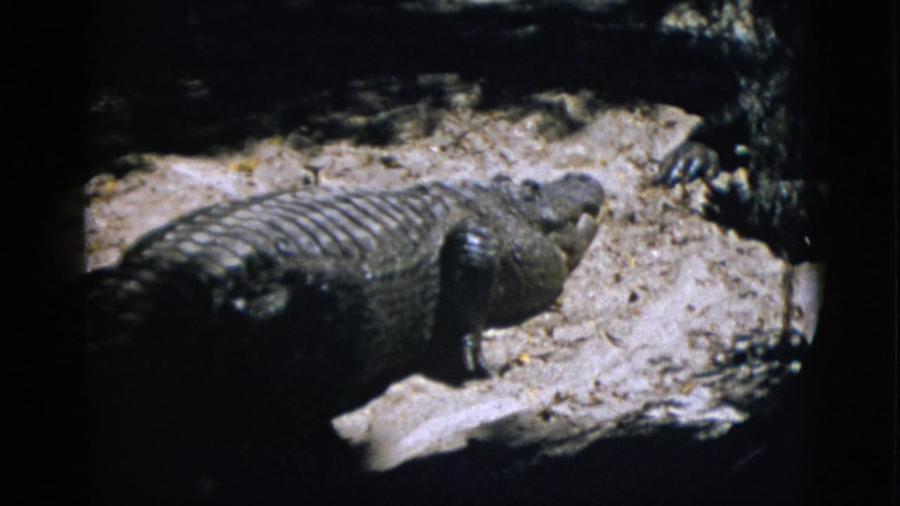 Large alligator resting on sandy ground in a zoo pit enclosure, viewed from above, 8mm film.