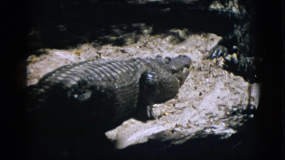 Large alligator resting on sandy zoo pit substrate photographed from a visitor's vantage point on 8mm film, circa 1952, attributed to Quebec, Canada.