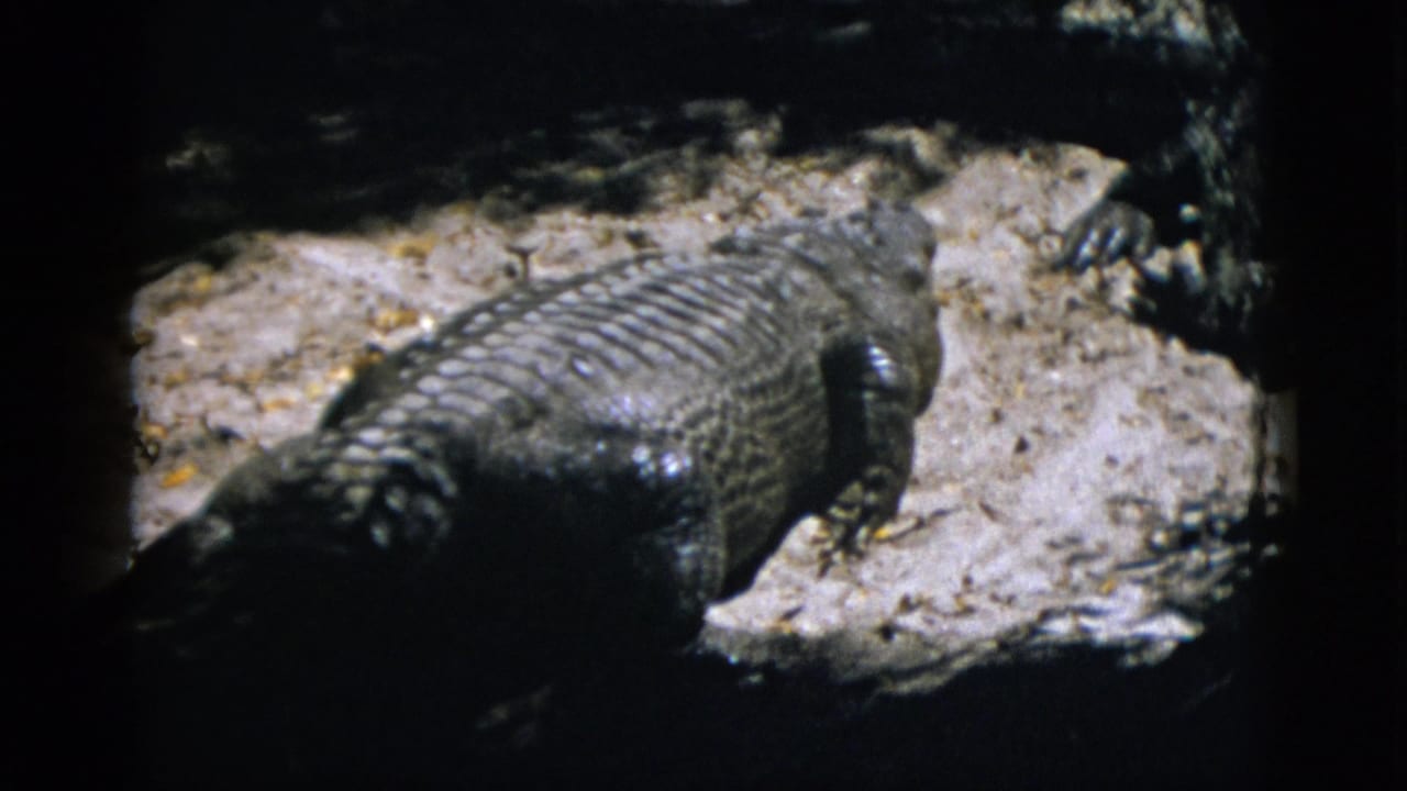 Large alligator on sandy ground in zoo pit enclosure, viewed at a slightly wider angle, 8mm film.