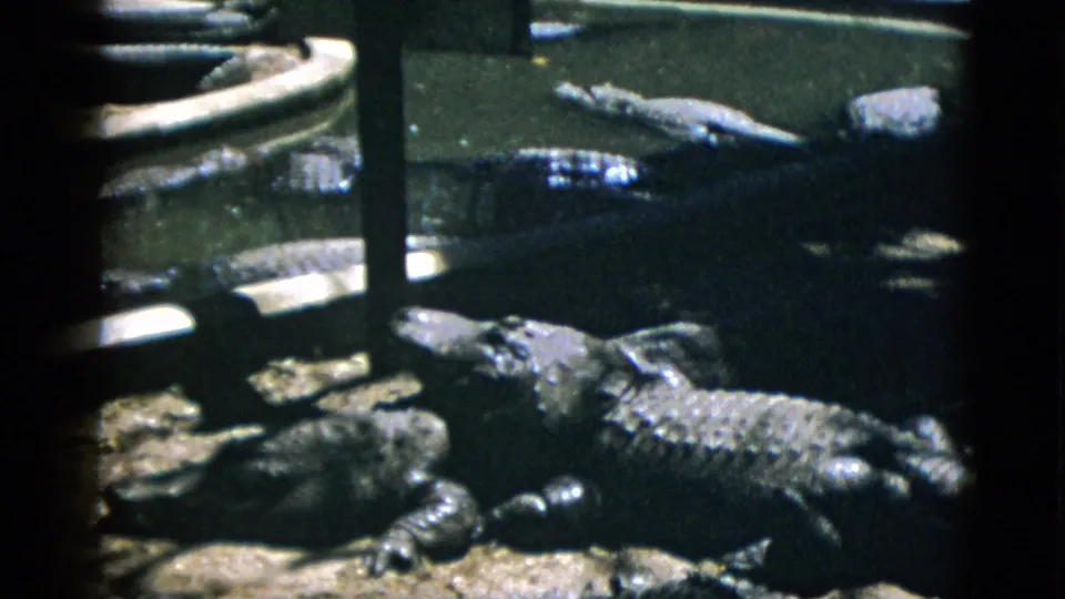 Multiple alligators clustered around a circular concrete pool in a zoo pit enclosure, metal fence post visible, shot on 8mm film circa 1952.