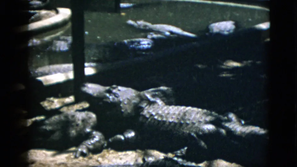 Several alligators resting on muddy substrate and partially submerged in dark shallow water within a zoo pit enclosure, 8mm film circa 1952.