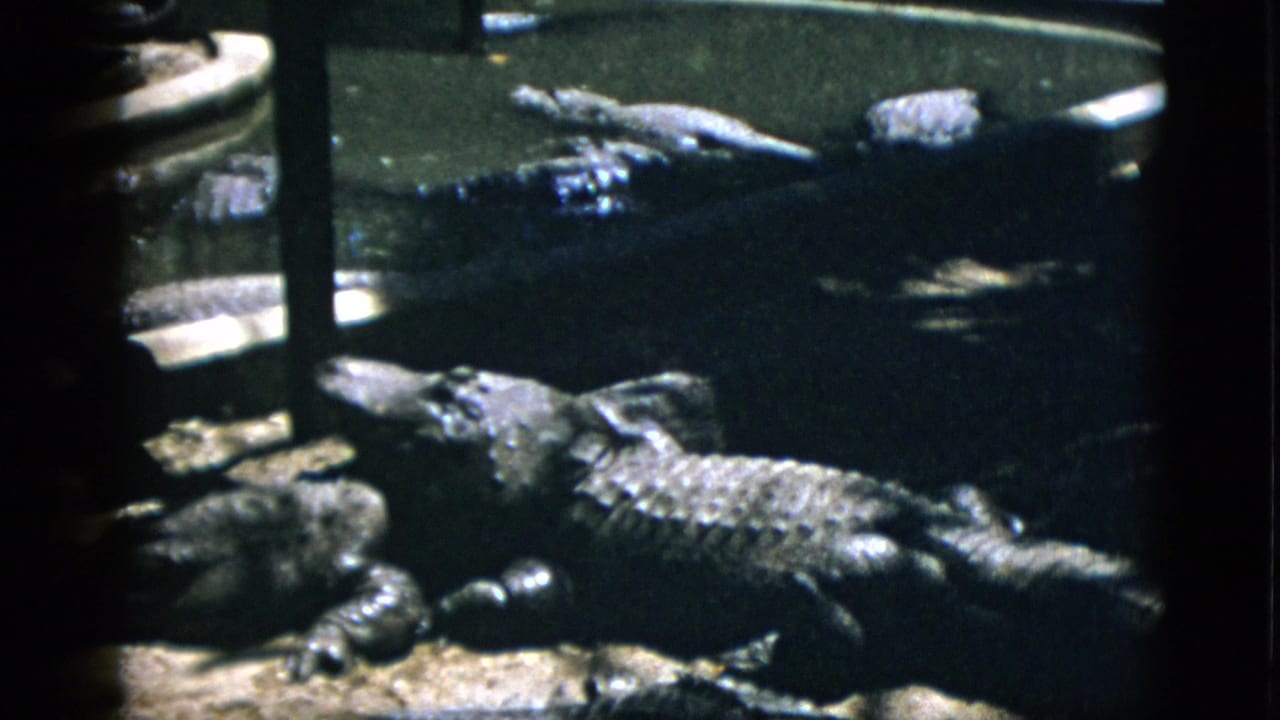 Several alligators resting in and around a concrete-edged water pool in a mid-century zoo enclosure, filmed on 8mm circa 1952.