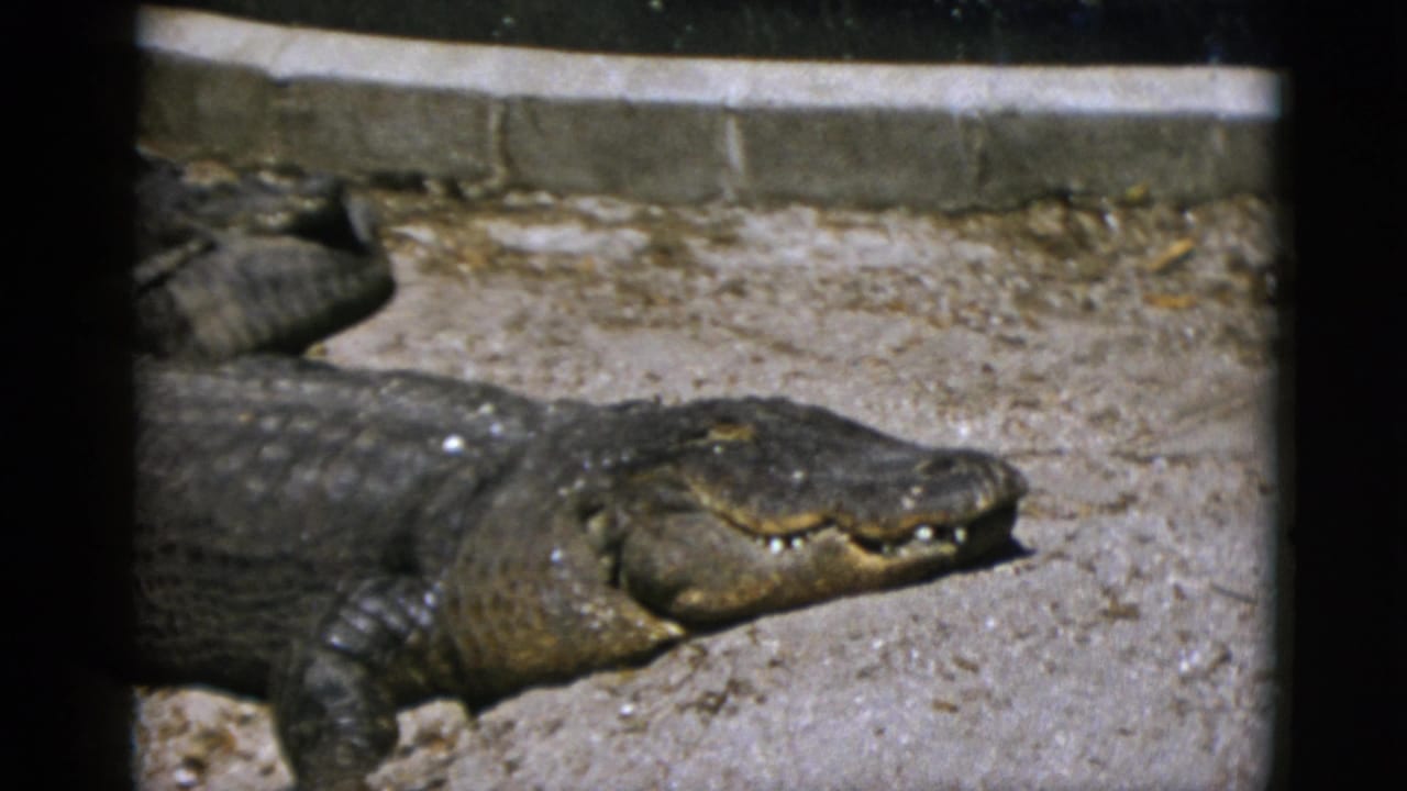 Close-up of a large alligator basking on sandy substrate beside a concrete pool surround in a zoo enclosure, consistent with early 1950s 8mm home-movie footage.