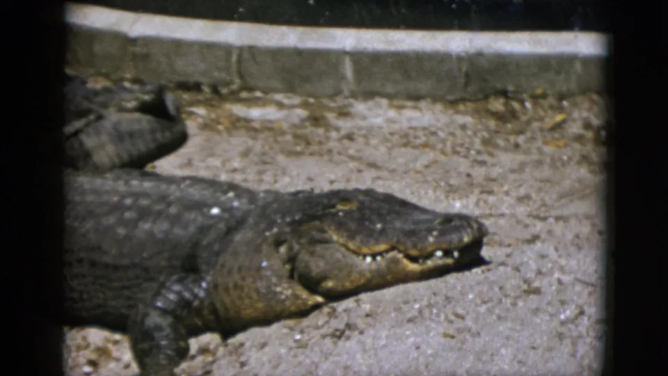 Close-up of a large alligator basking on sandy substrate beside a concrete pool surround in a zoo enclosure, consistent with early 1950s 8mm home-movie footage.