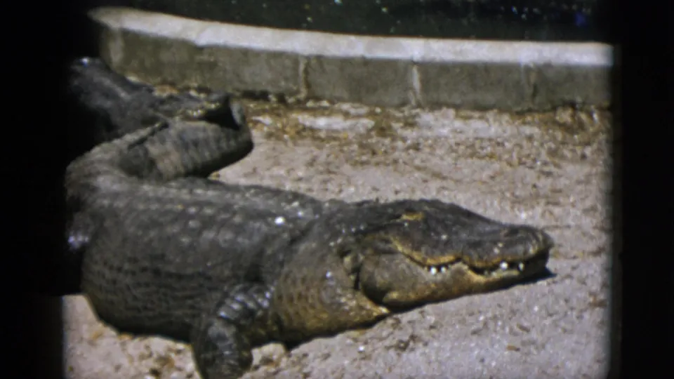 Profile close-up of a large alligator on sandy substrate in a zoo enclosure pen, showing textured scaly skin, filmed on 8mm in the early 1950s.