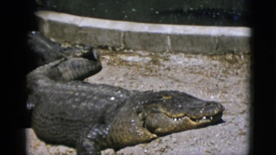 Large alligator basking on sandy substrate in a zoo enclosure, filmed on 8mm circa 1952, with textured skin and partially open jaw clearly visible.