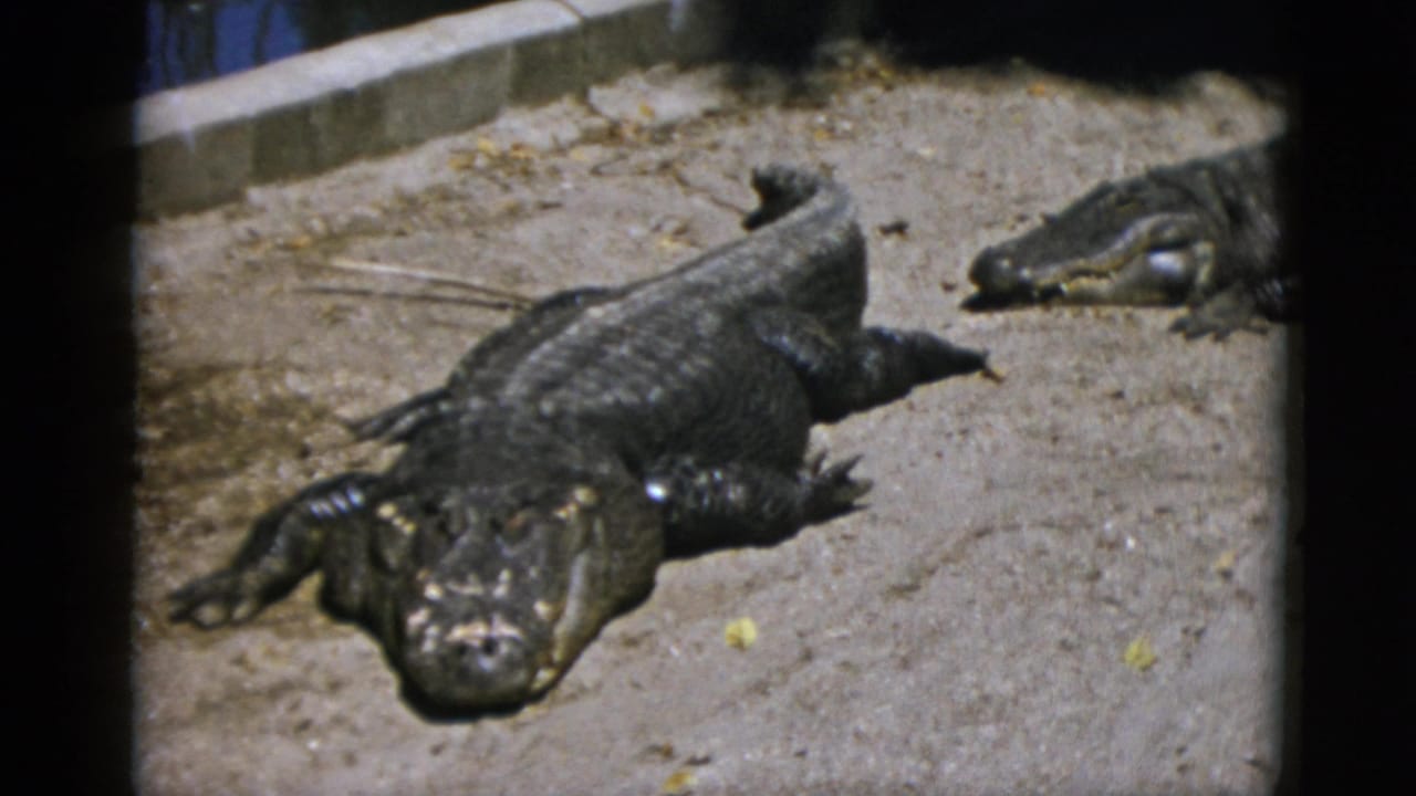 Two large dark-scaled reptiles basking on sandy ground in a zoo enclosure, 8mm home movie circa 1952.
