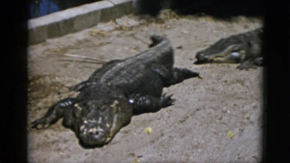 Foreground crocodilian facing camera with second reptile behind on sandy enclosure floor, circa 1952 8mm home movie.