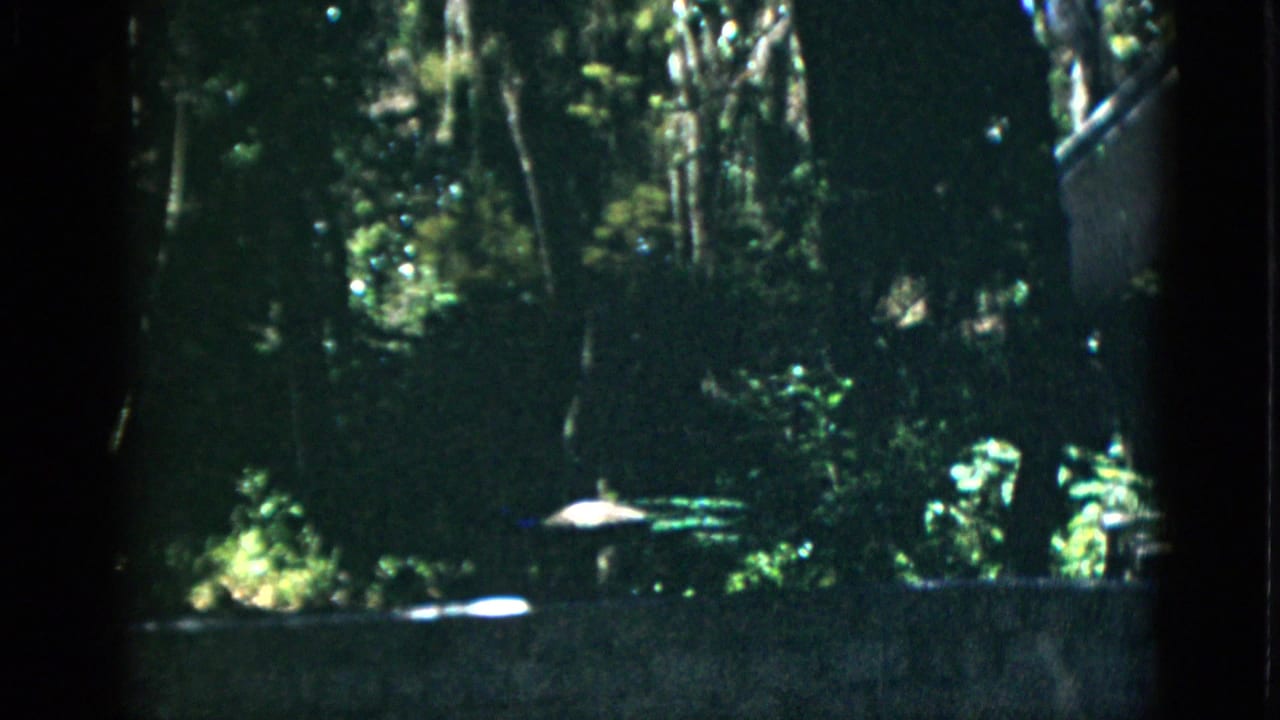 8mm home movie frame circa 1952 showing a shaded zoo enclosure with tall trees and filtered sunlight; stone boundary wall at lower edge.