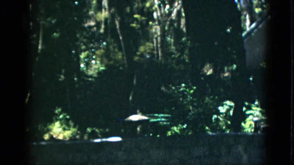 8mm home movie frame circa 1952 showing a shaded zoo enclosure with tall trees and filtered sunlight; stone boundary wall at lower edge.