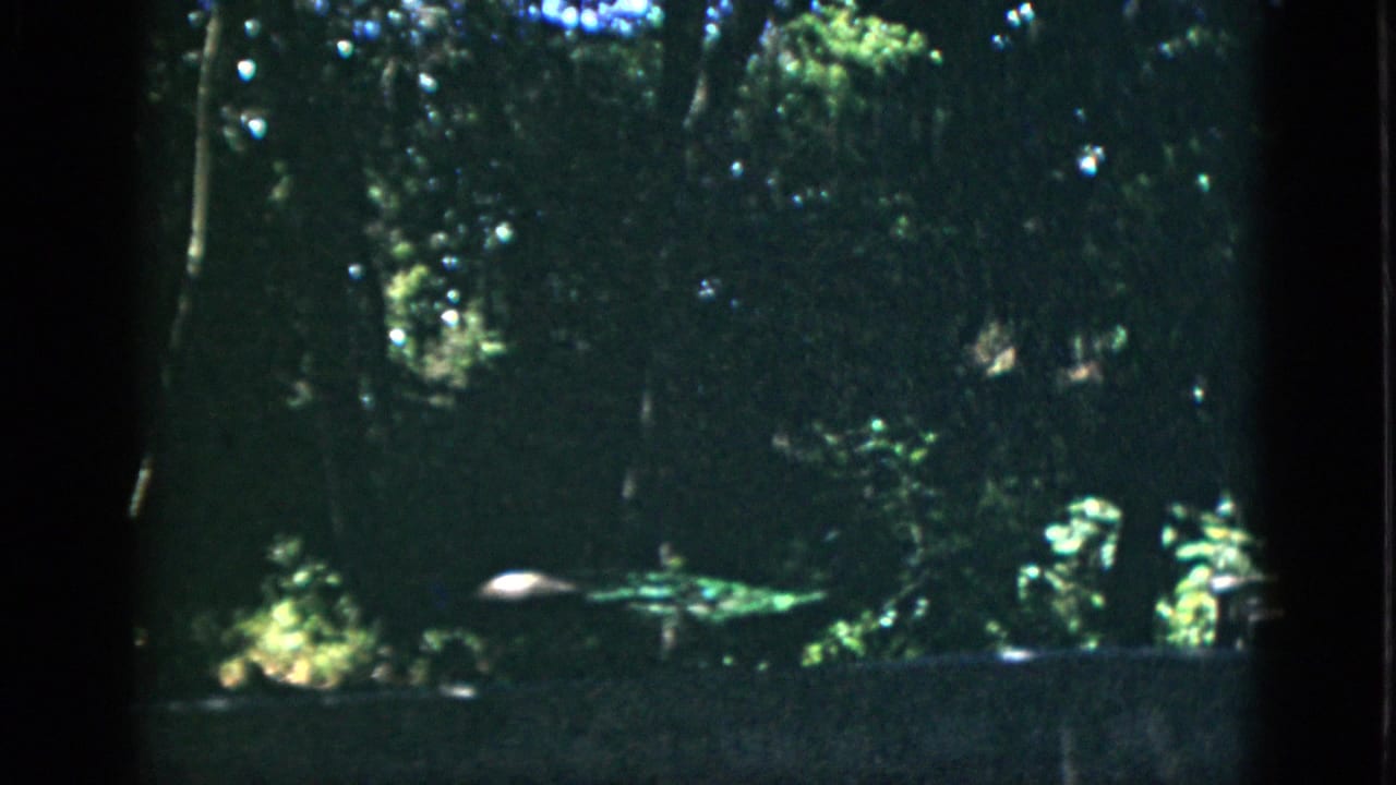 8mm home movie pan across a wooded zoo enclosure, circa 1952 Quebec, showing tall trees, green canopy, and filtered natural light.