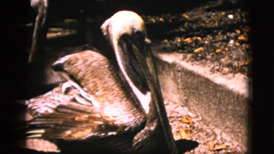 Close-up 8mm shot of a pelican at rest in a zoo enclosure, circa 1952 Quebec, showing distinctive long bill, throat pouch, and mottled brown plumage.
