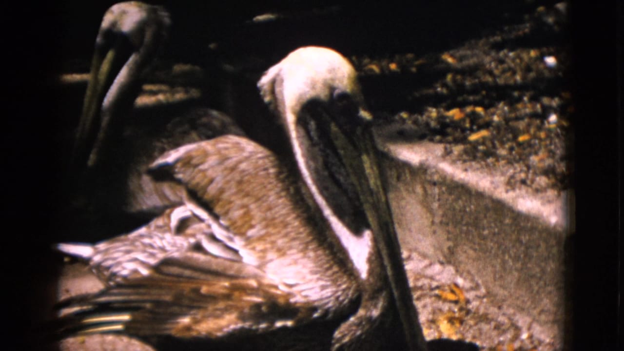Two brown pelicans on a concrete ledge in close-up on 8mm film; fallen leaves visible on the ground.