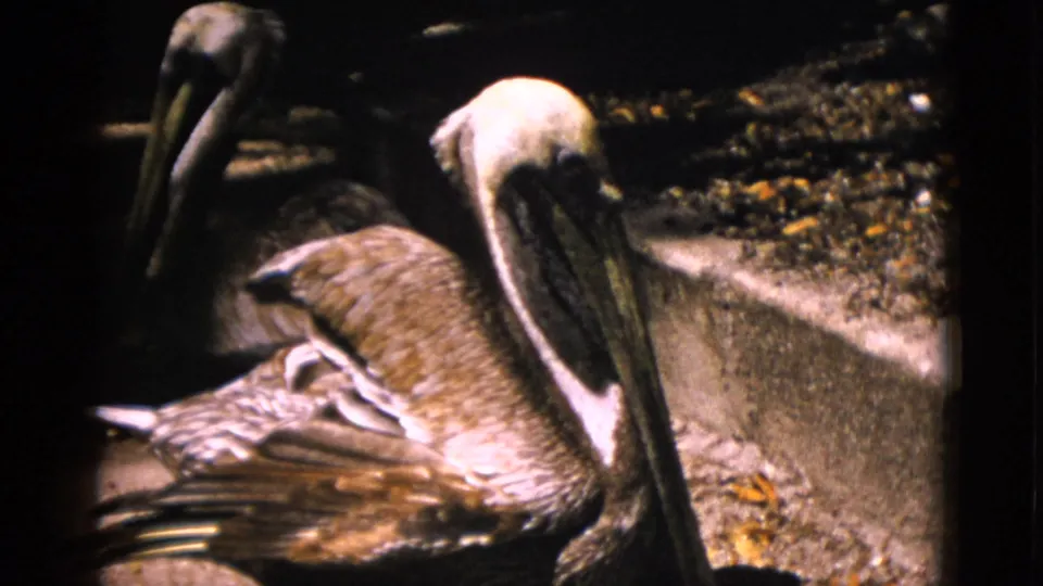 Two brown pelicans at a zoo enclosure, Quebec, Canada, circa 1952; foreground bird faces camera showing large pouch beak; 8mm home movie.