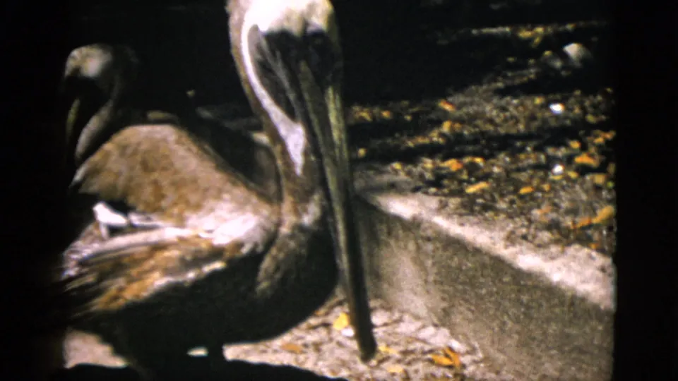 Close-up of brown pelican at zoo enclosure ledge, circa 1952 Quebec; large pouch beak hangs downward; second pelican visible at left edge; 8mm color film.