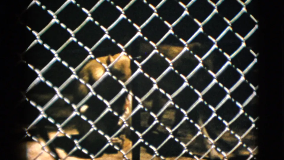 Pelican behind chain-link fence at zoo enclosure, circa 1952; fence fills foreground confirming captive setting; characteristic 8mm color and grain.
