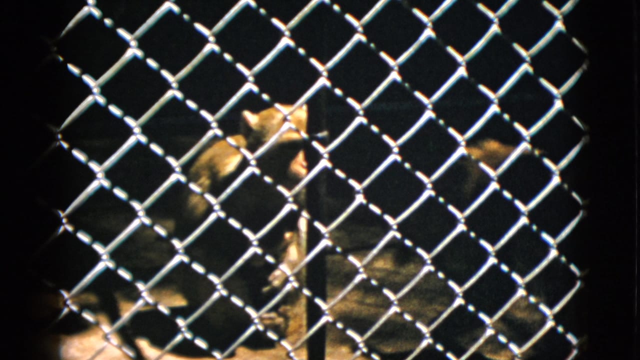 A primate sits behind a prominent diamond-mesh chain-link fence in a dark enclosure, viewed from outside.