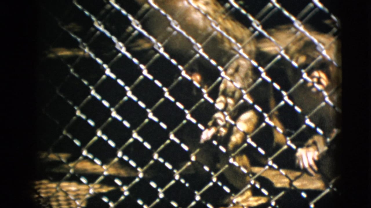 A primate moves behind a chain-link fence, its fur catching ambient light through the diamond mesh in a dim enclosure.