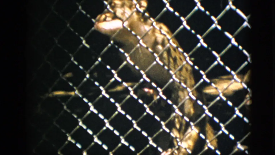 8mm archival footage circa 1952 showing a primate close to the fence, warm golden fur visible through the chain-link mesh.
