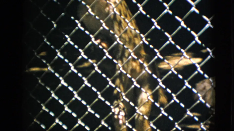 8mm home movie circa 1952 of a primate crouching behind chain-link mesh; enclosure interior is dark with the animal lit in warm amber tones.