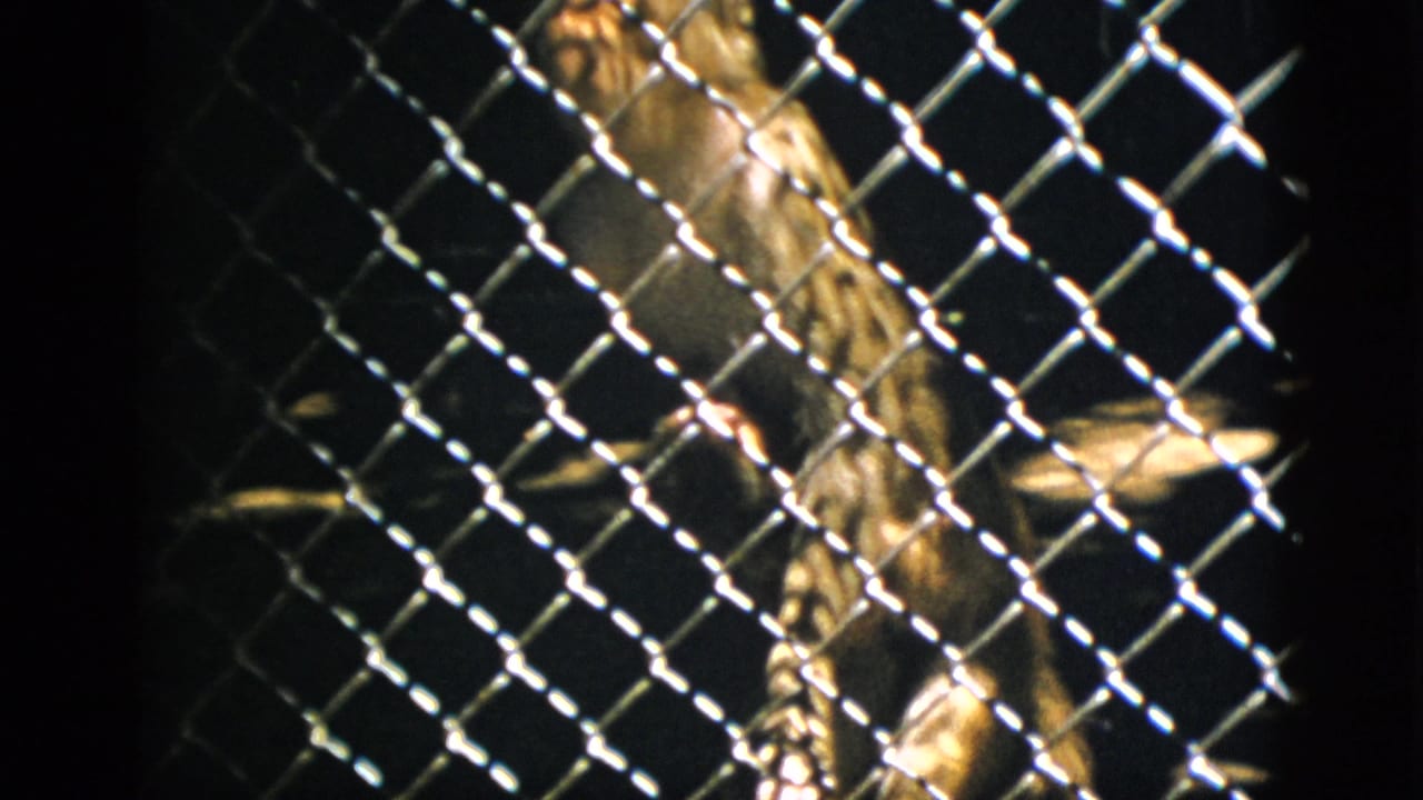 Small primate behind diamond-pattern chain-link fence, dark enclosure background, warm amber tones.