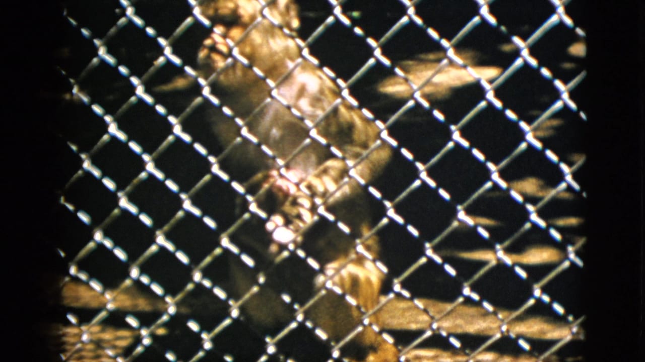 Primate visible through chain-link fence, similar composition to opening frame, warm amber film tones.